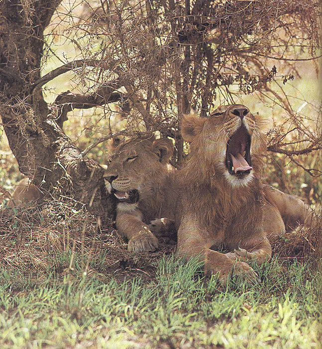 Царь зверей не лев случается ласково заботясь