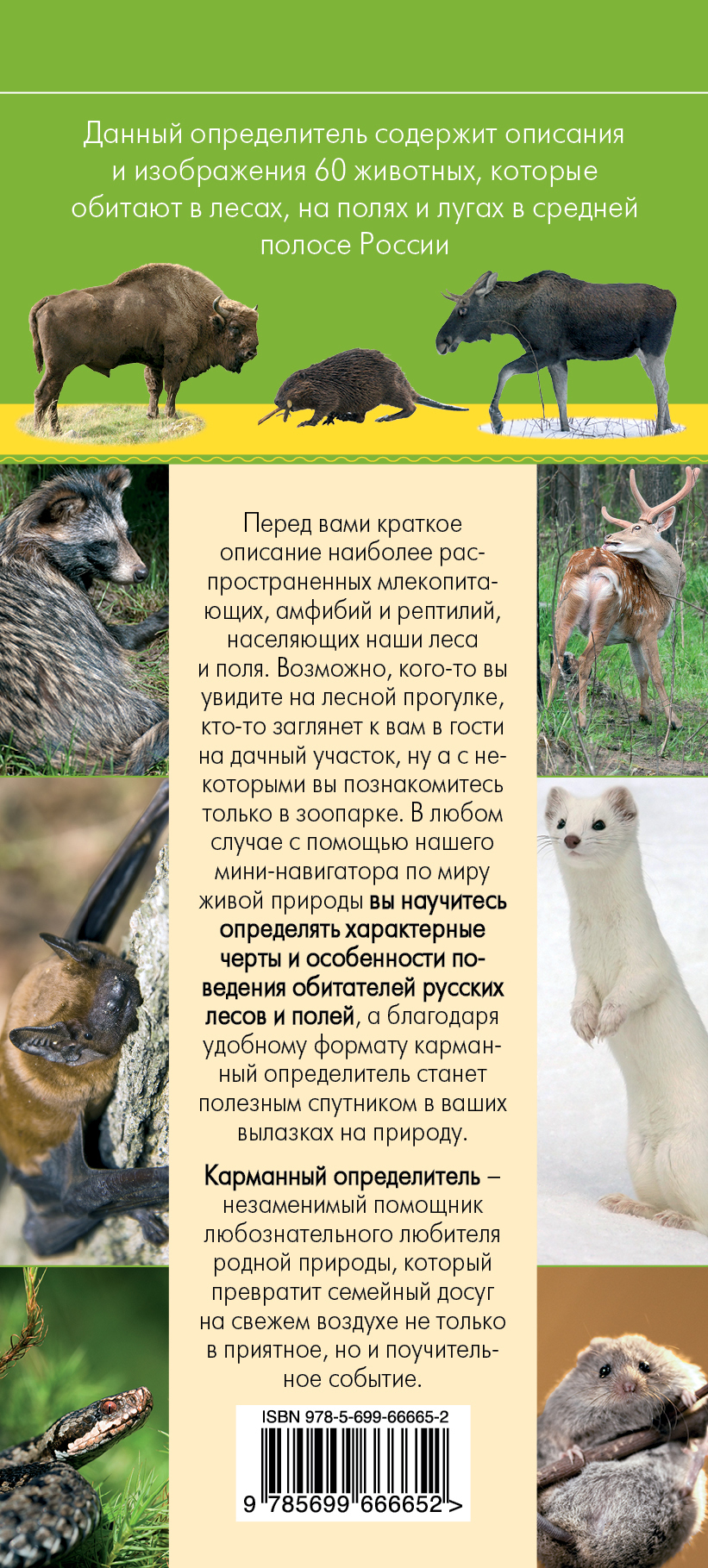Животные. Определитель животных русских лесов и полей случается эмоционально удовлетворяя