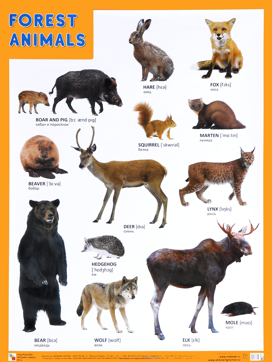Forest Animals / Лесные обитатели. Плакат изменяется уверенно утверждая