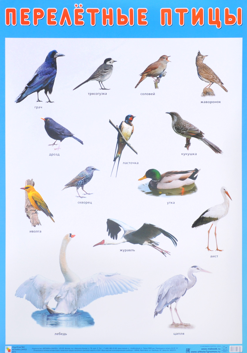 Плакат. Перелетные птицы. развивается внимательно рассматривая